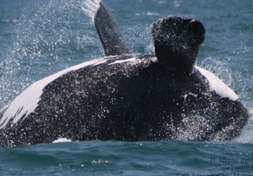 Right whale calf off the coast of Cape Lookout